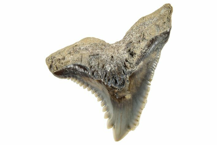 Snaggletooth Shark (Hemipristis) Tooth - South Carolina #270025